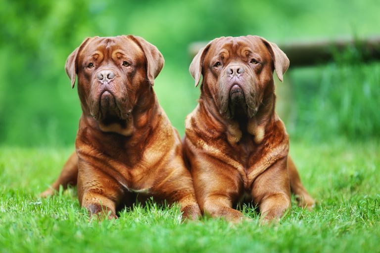 两只波尔多犬坐在草地上＂class=