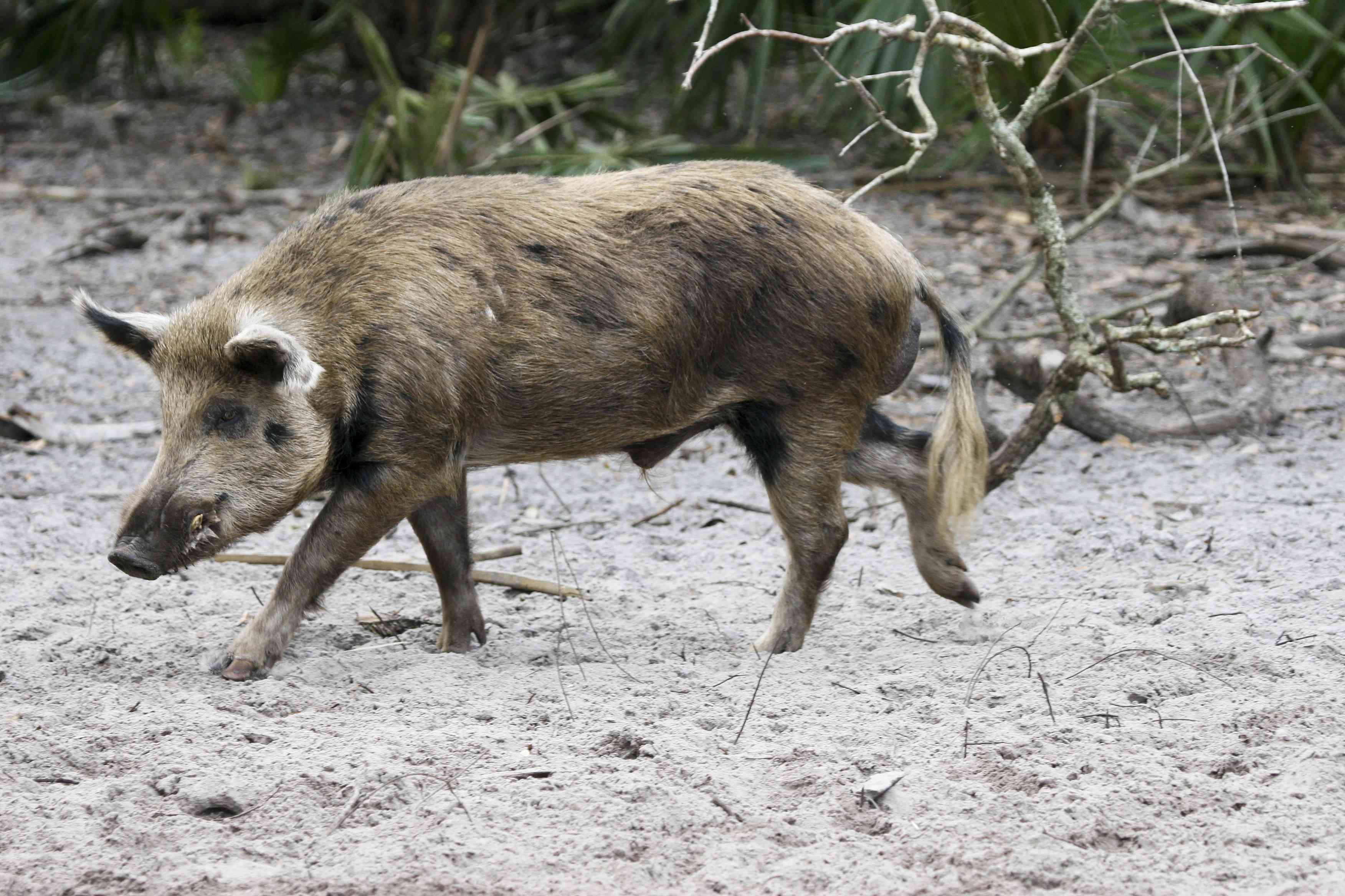棕褐色和灰色的猪沿着海滩散步
