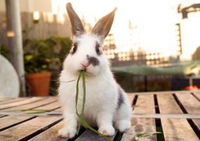 兔子坐在院子里的桌子上吃草