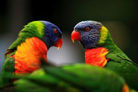 科伦宾野生动物保护区的彩虹鹦鹉(Trichoglossus haematodus)。