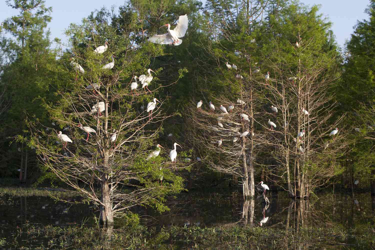 路易斯安那州阿察法拉亚盆地的一群筑巢的朱鹭。