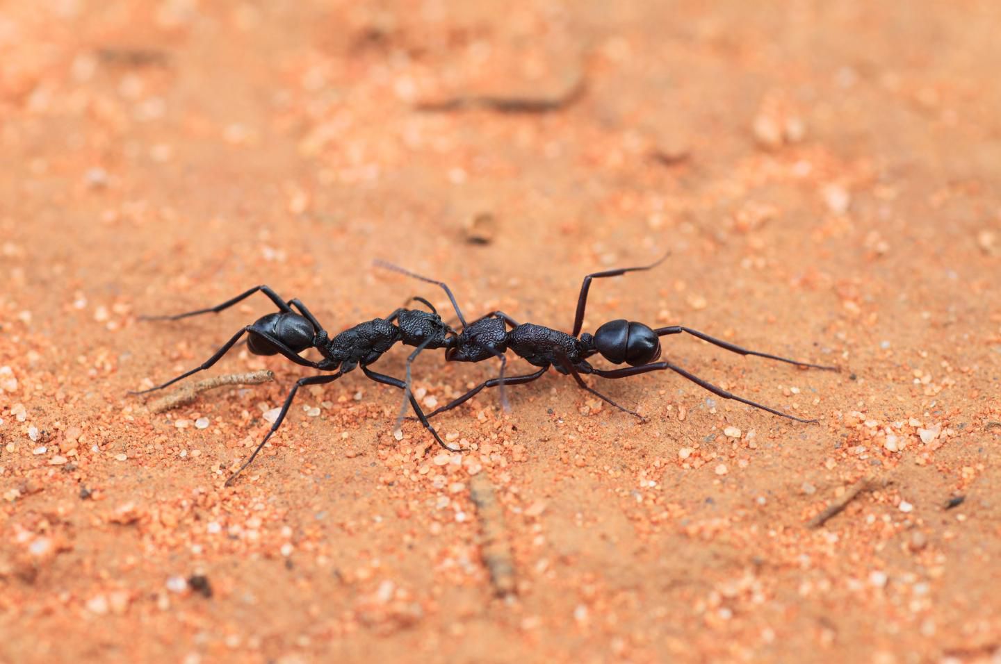 tyrant ants, Rhytidoponera mayri workers