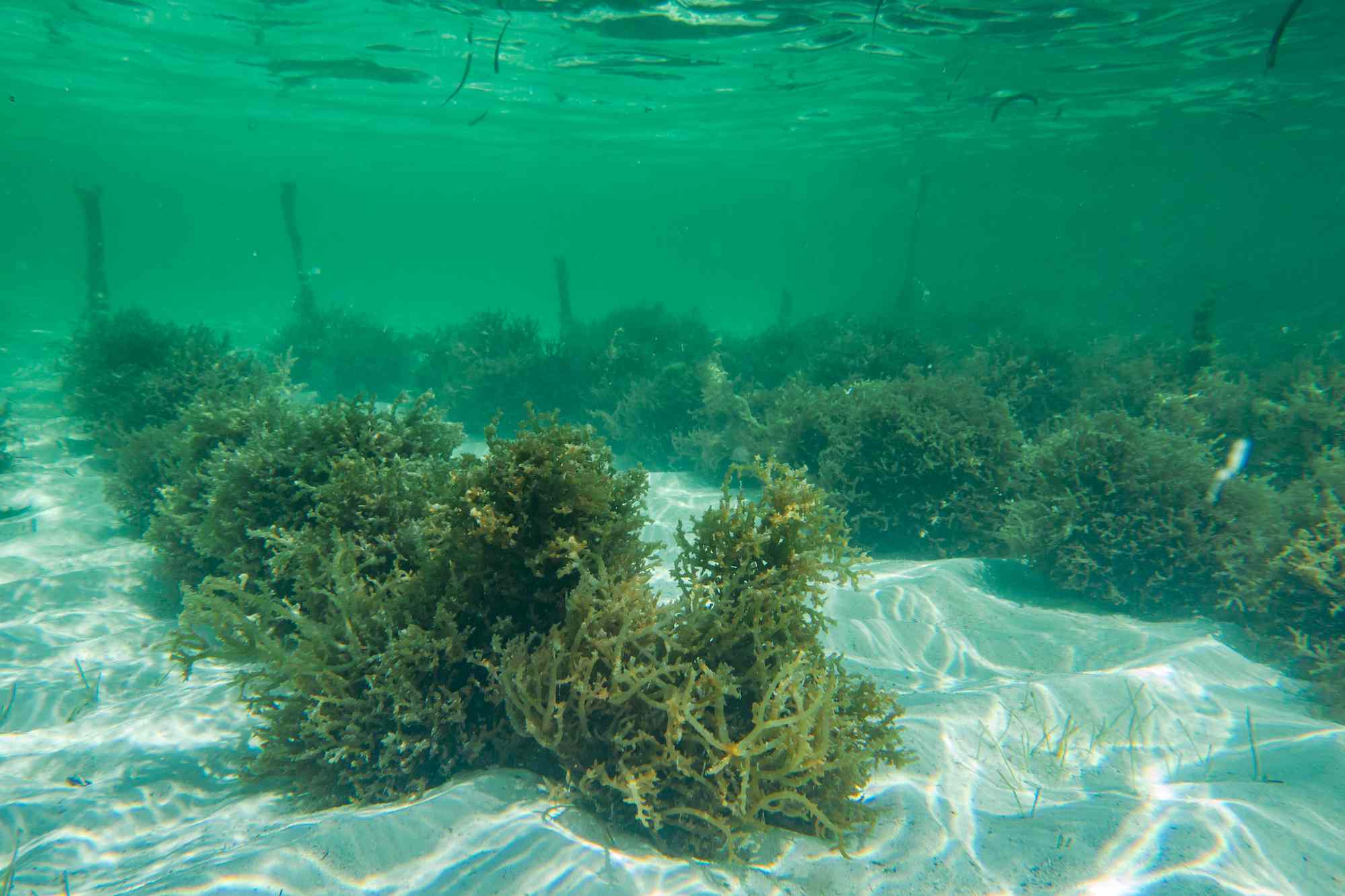 桑给巴尔岛的海藻种植＂width=