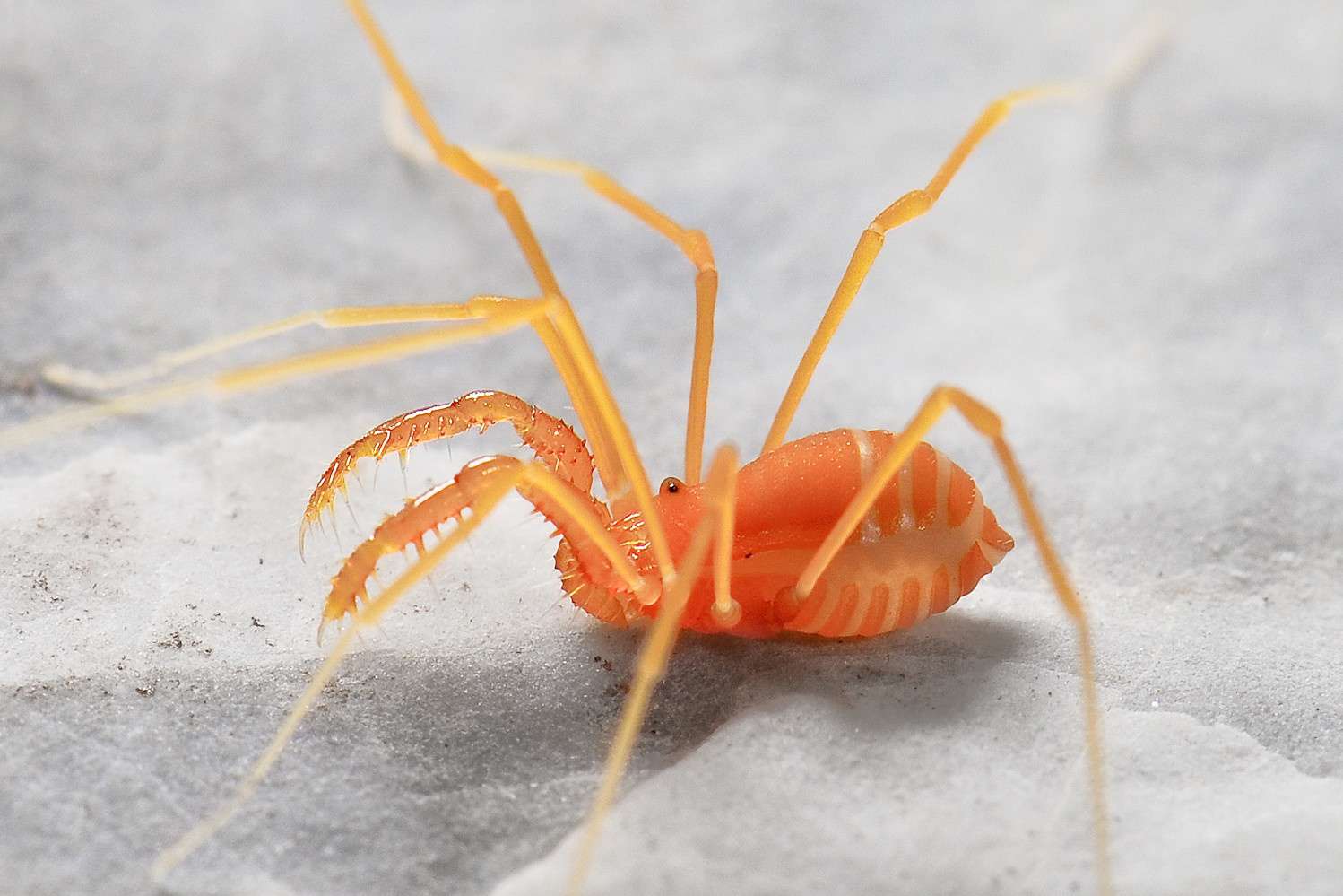 橙色蜘蛛状昆虫＂width=