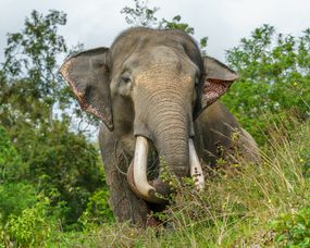 印度尼西亚班库鲁的雄性苏门答腊大象“width=