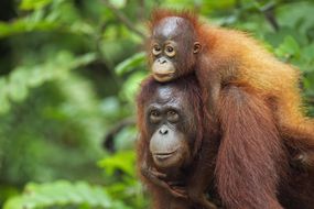 在印度尼西亚，一只母婆罗洲猩猩和她的孩子