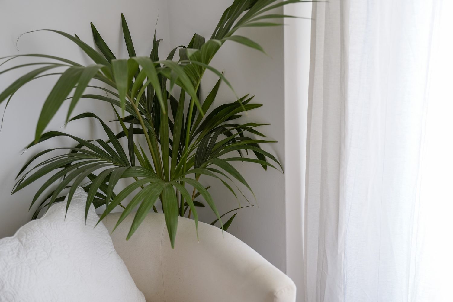 棕榈树装饰着客厅＂width=