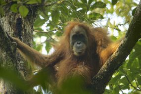 女性Tapanuli猩猩坐在树枝