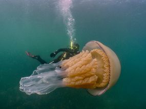 桶水母在海洋中游泳，潜水员