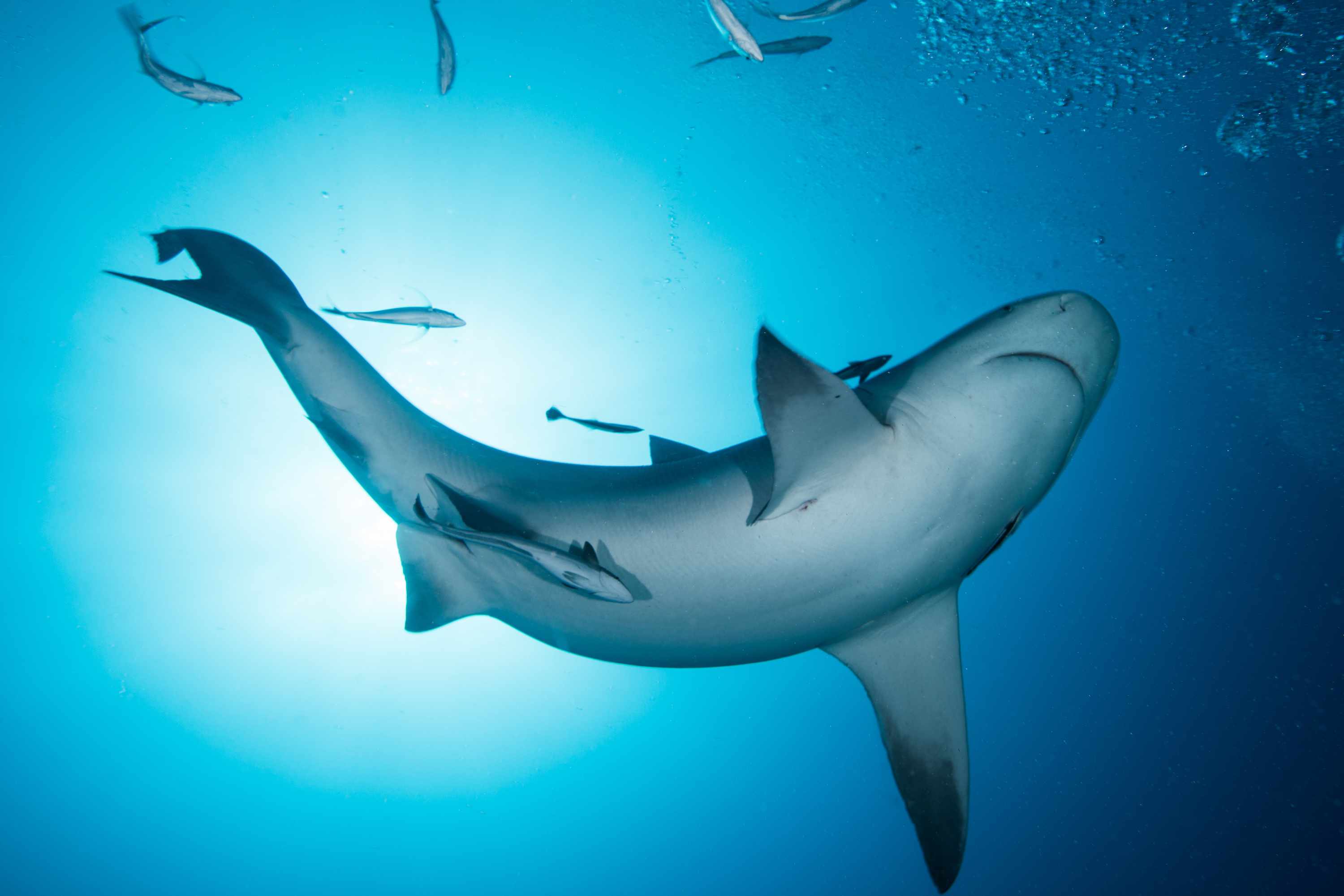 一头牛鲨在墨西哥普拉亚德尔卡门海岸游泳＂width=