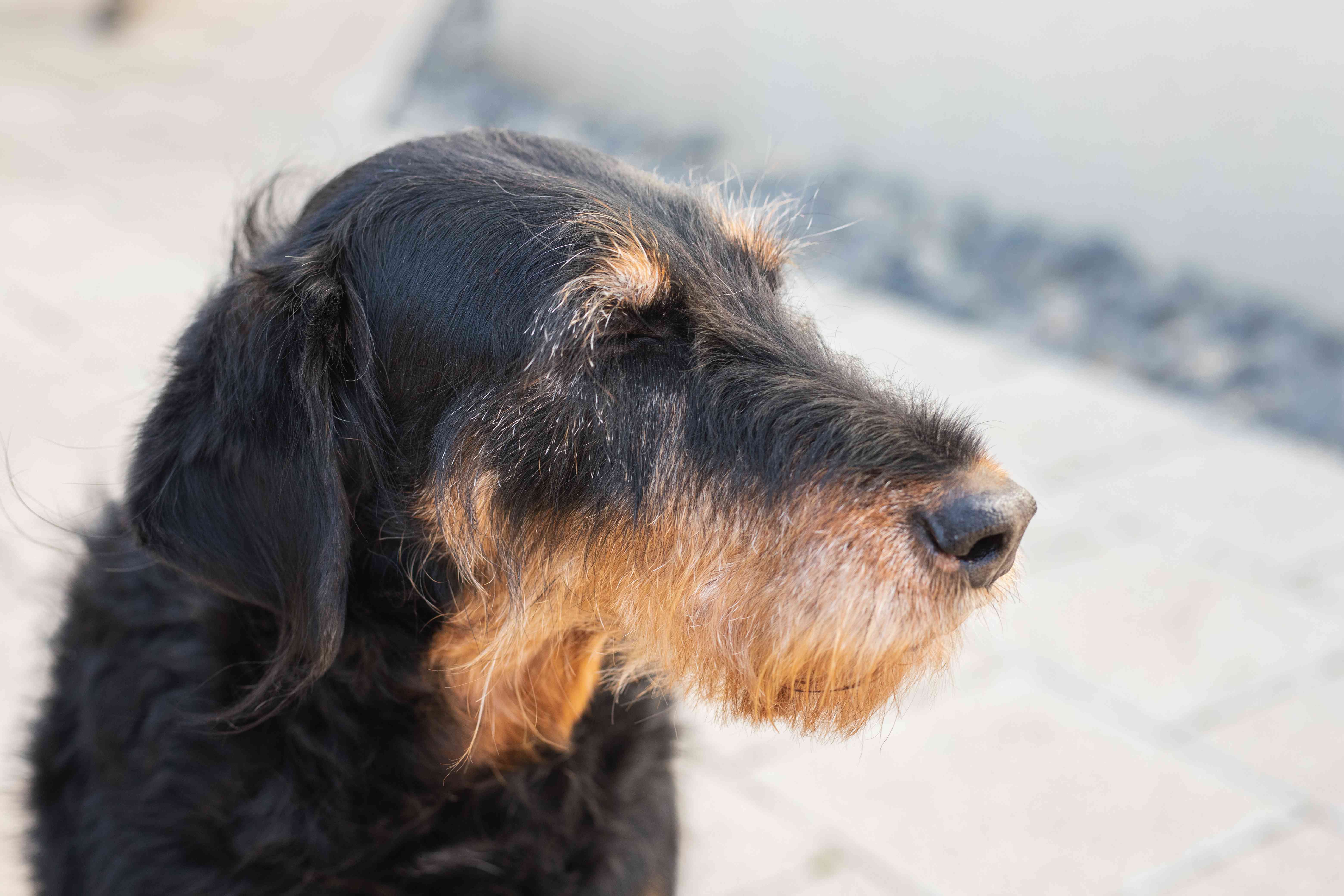 邋遢的梗犬，外侧面有黑色和棕色的毛＂width=