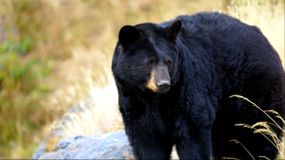 阿拉斯加安克雷奇的一只成年黑熊
