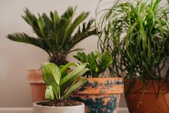 陶瓷盆中的四个室内植物