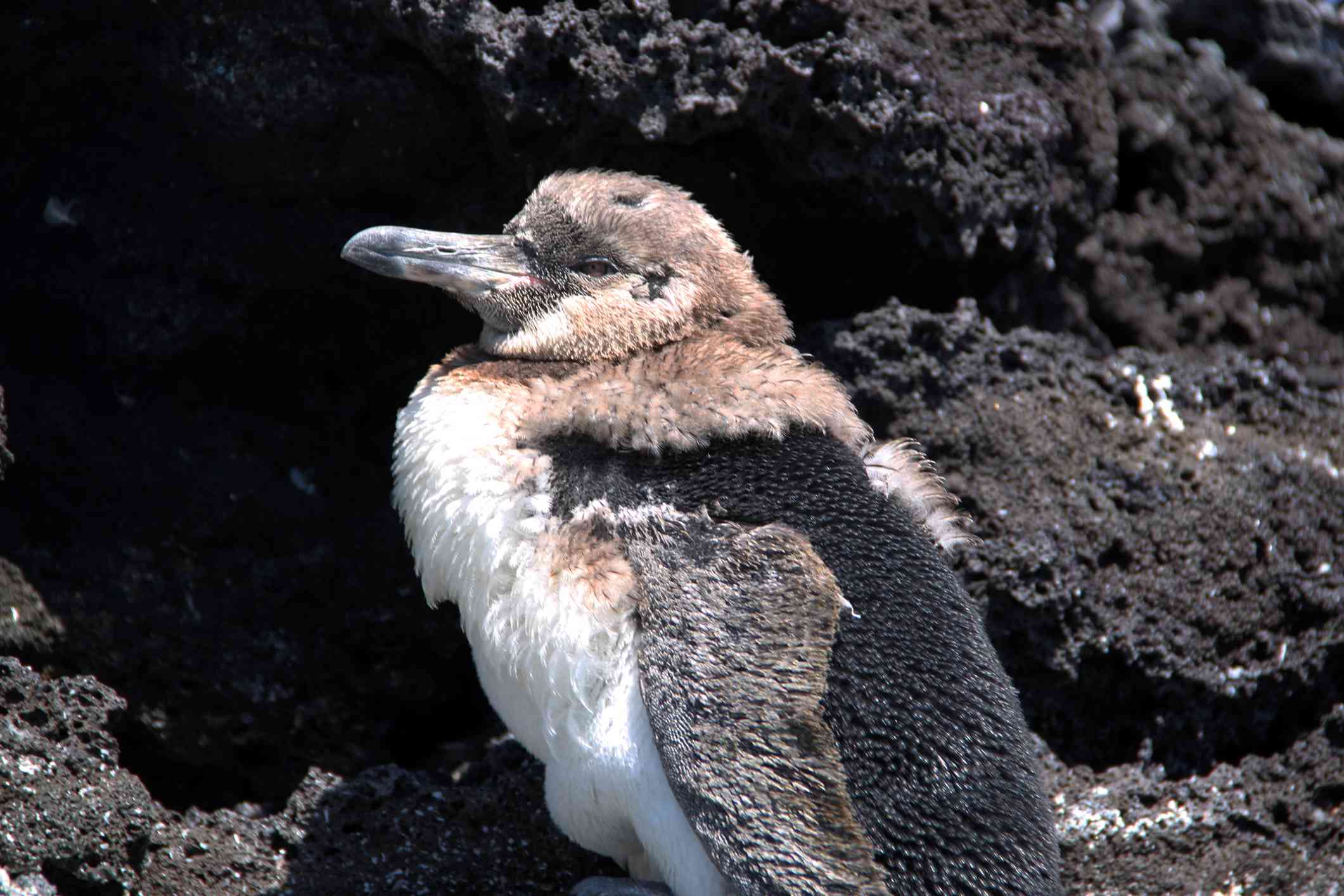 一只年轻的加拉帕戈斯企鹅正在蜕皮＂width=