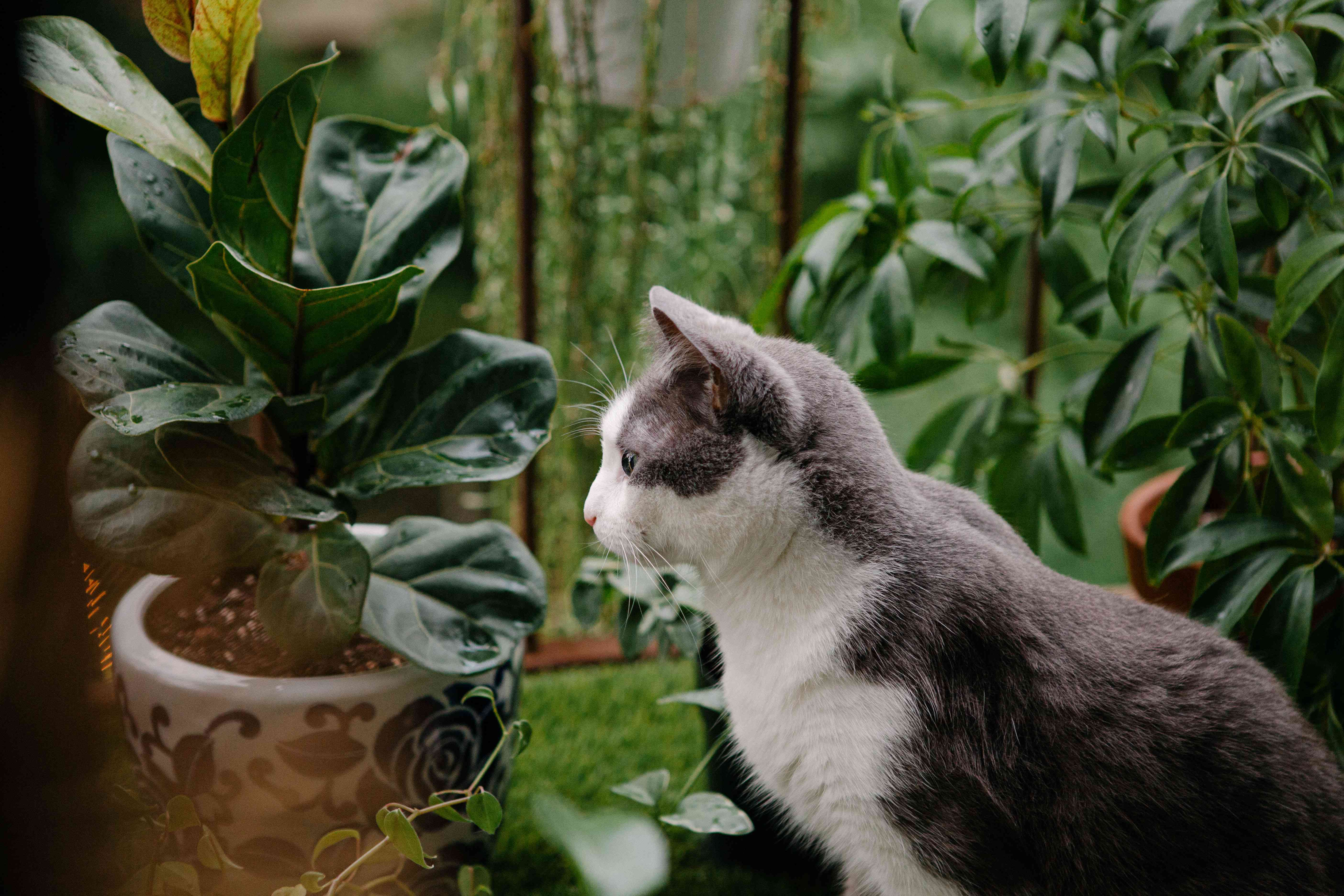 灰色和白色的小猫坐在户外阳台网拨弄叶无花果植物＂width=