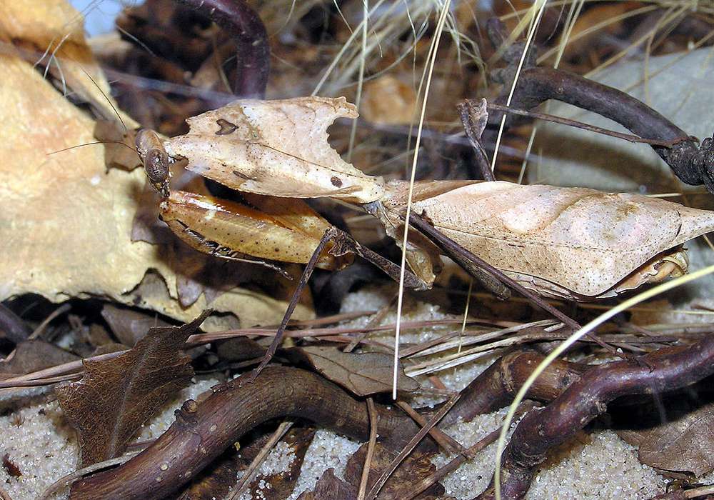 非常伪装的祈祷螳螂型昆虫，棕色，斑点不规则，看起来像是地面上的一片死叶“width=