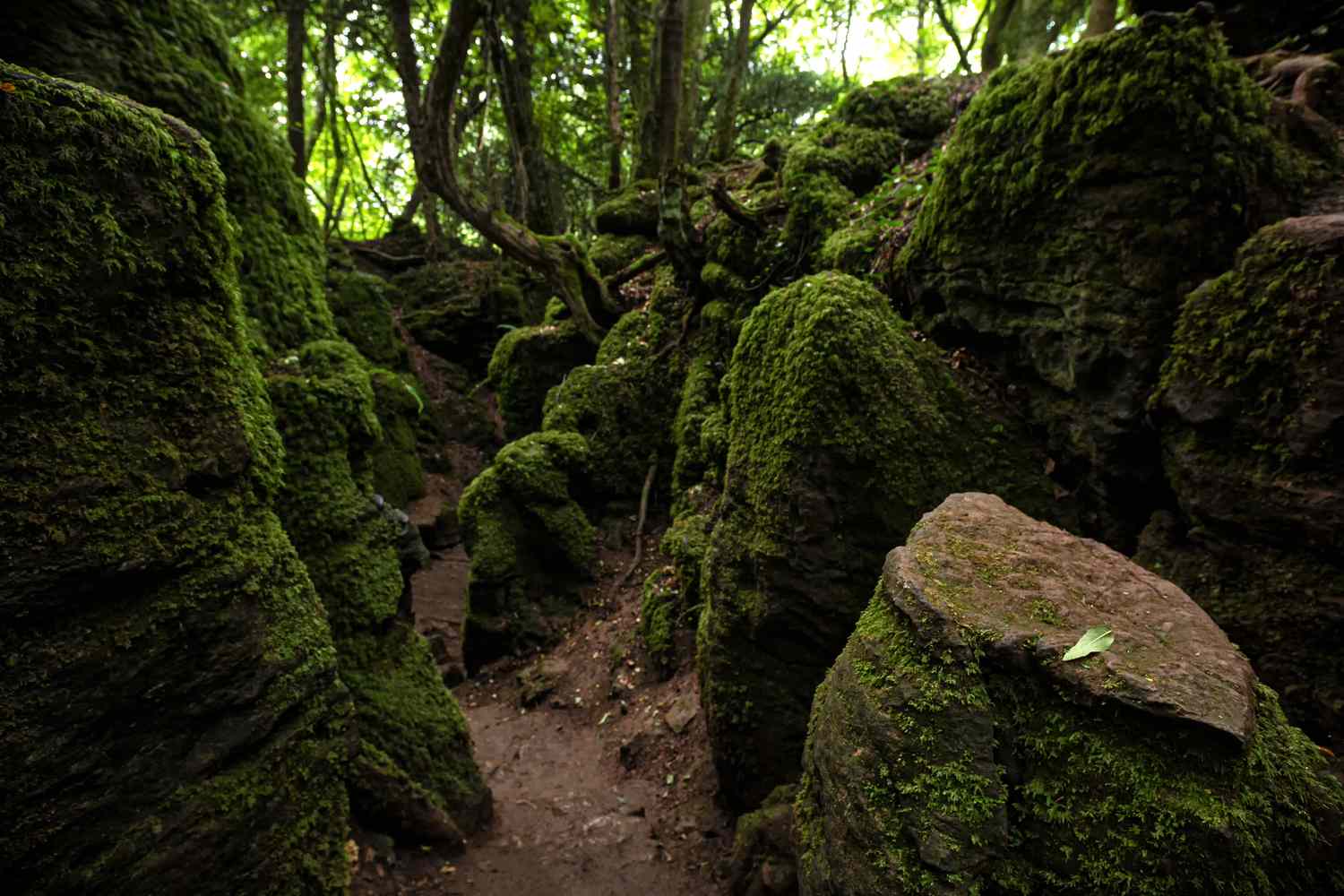一个古老的森林的苔藓的岩石