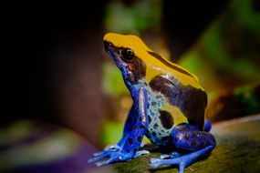 生动的蓝色，黑色和黄色染色镖蛙坐在苔藓覆盖的岩石上。