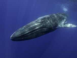 Fin Whale，Balaenoptera Physalus，在亚速尔群岛游泳