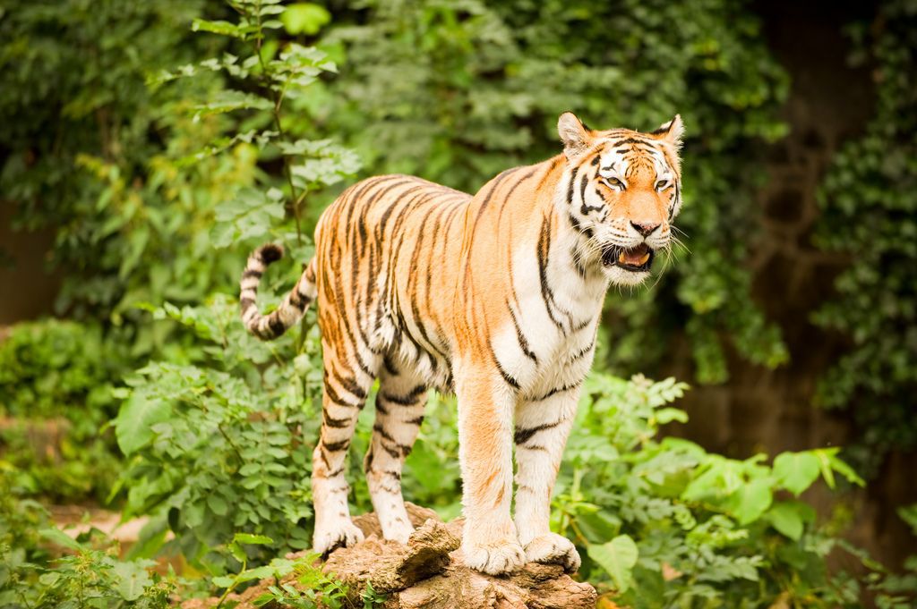 橙色和白色的老虎，黑条纹站在树上的丛林
