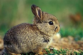 欧洲兔——长爪兔