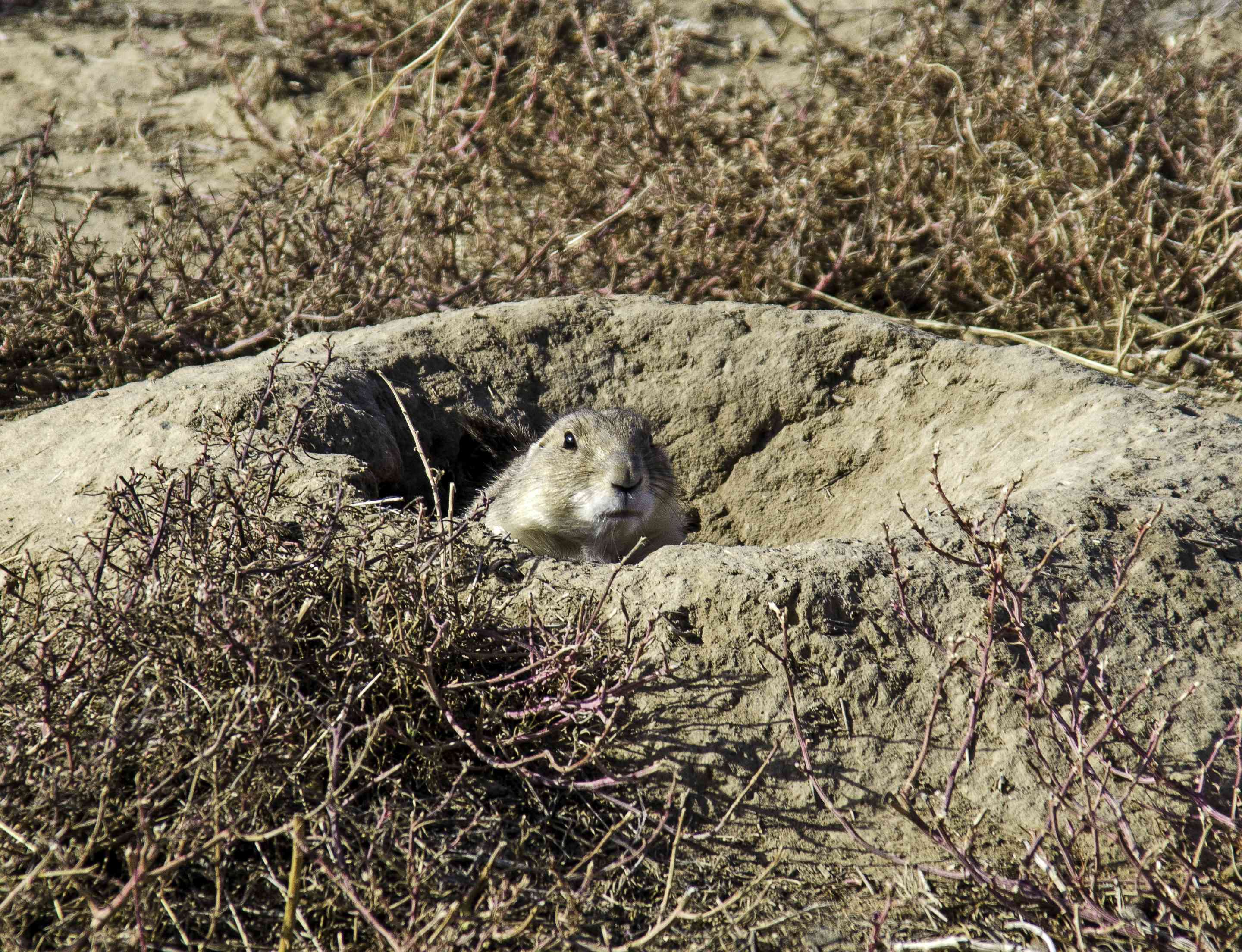 一只土拨鼠从一个被植被包围的洞中钻了出来。＂width=