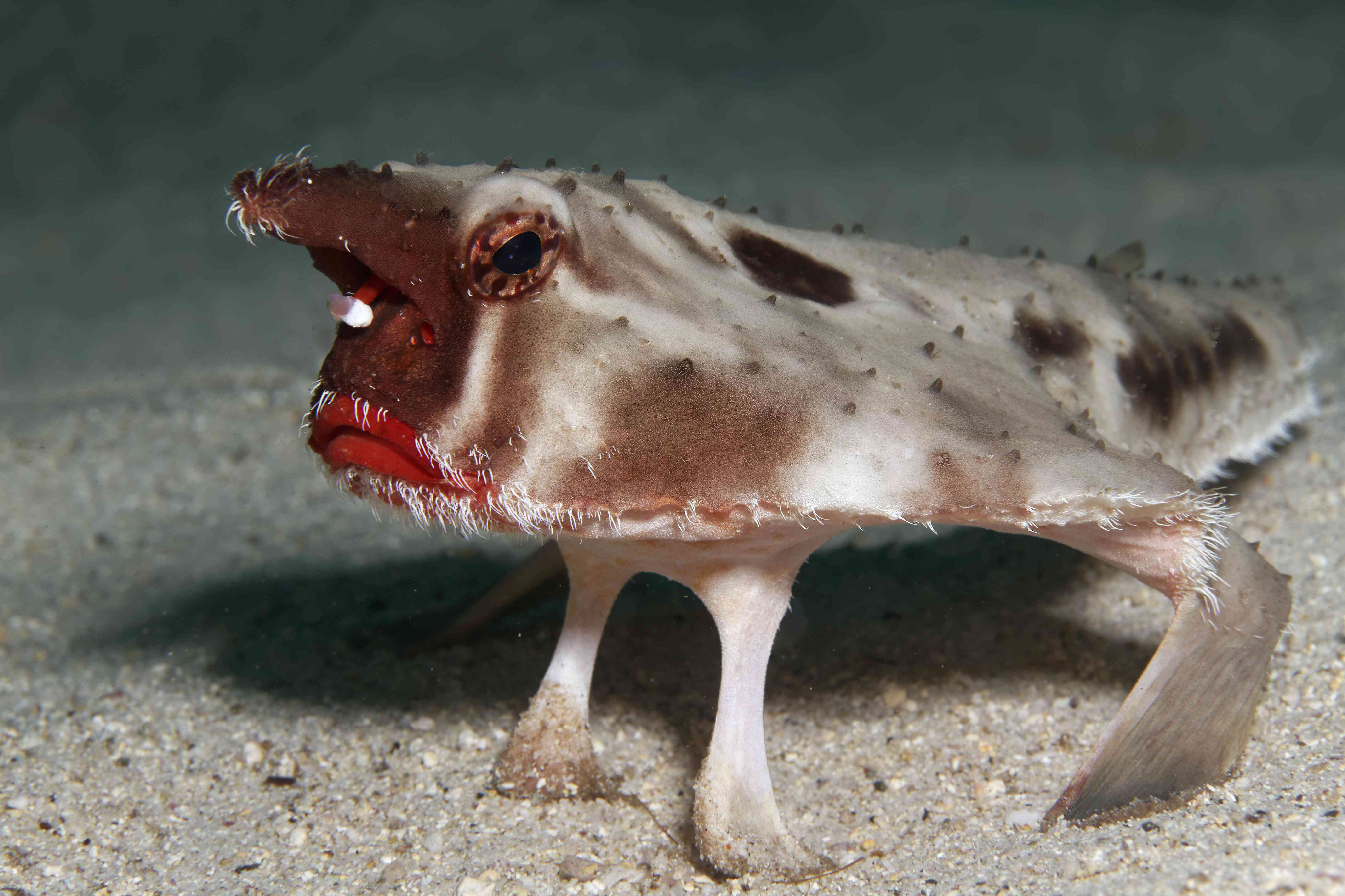 白色红唇蝙蝠鱼在沙质海底休息＂width=