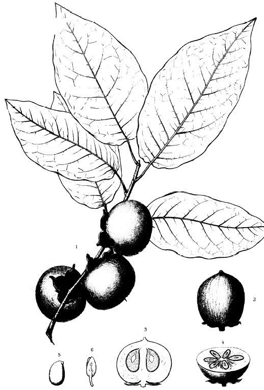 柿子,Diospyros virginiana