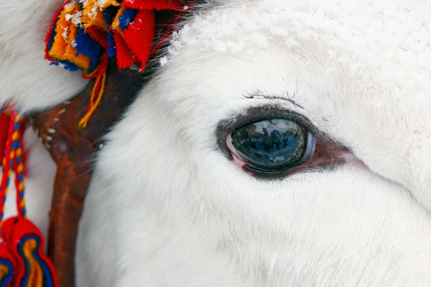 一个特写镜头的白色驯鹿blue-brown眼睛