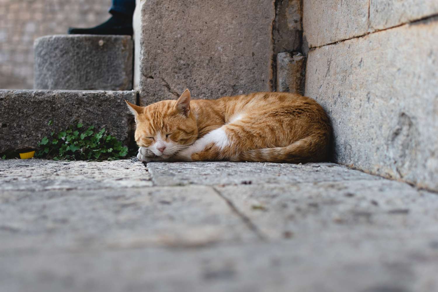 流浪猫睡在石阶旁