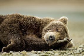 棕熊侧卧着，脸放在爪子上＂width=