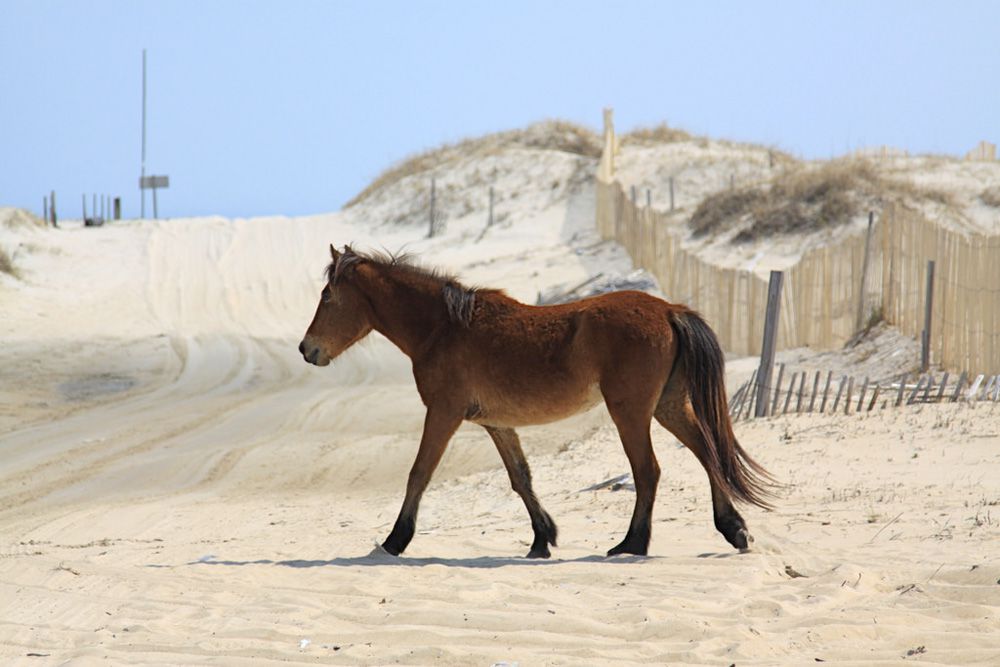 一只棕色的马走在白色的海滩上，有蓝色的天空和沙丘，卡罗瓦海滩，北卡罗莱纳外班克斯