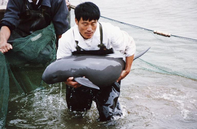长江的淡水海豚威胁要消失
