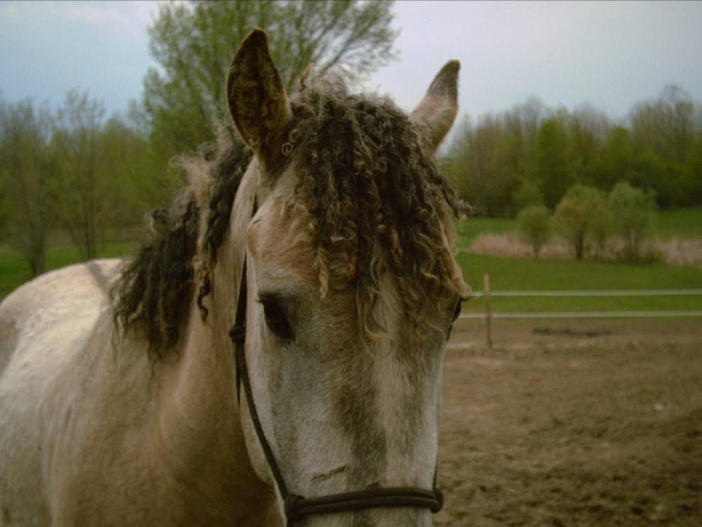 一匹马有卷曲鬃毛的马站在牧场上“width=