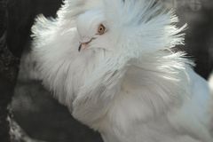 一只白色鸽子，有巨大的羽毛褶皱