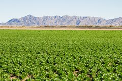 亚利桑那州尤马（Yuma）的山麓丘陵附近生长着一大批生菜。