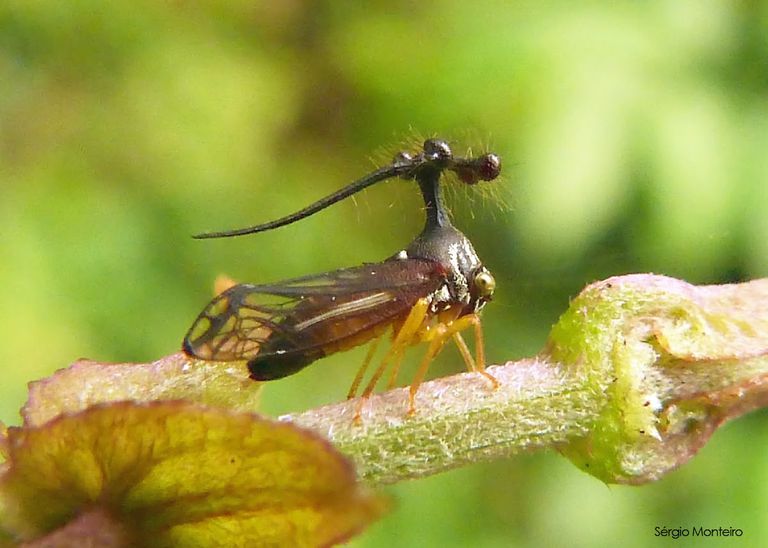 TreeHopper 1“class=