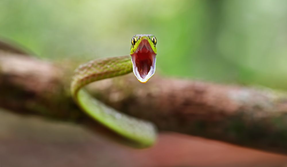 不仅是蝰蛇，非毒蛇也能以惊人的速度攻击。