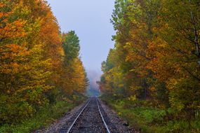 火车轨道穿过树叶变换的森林