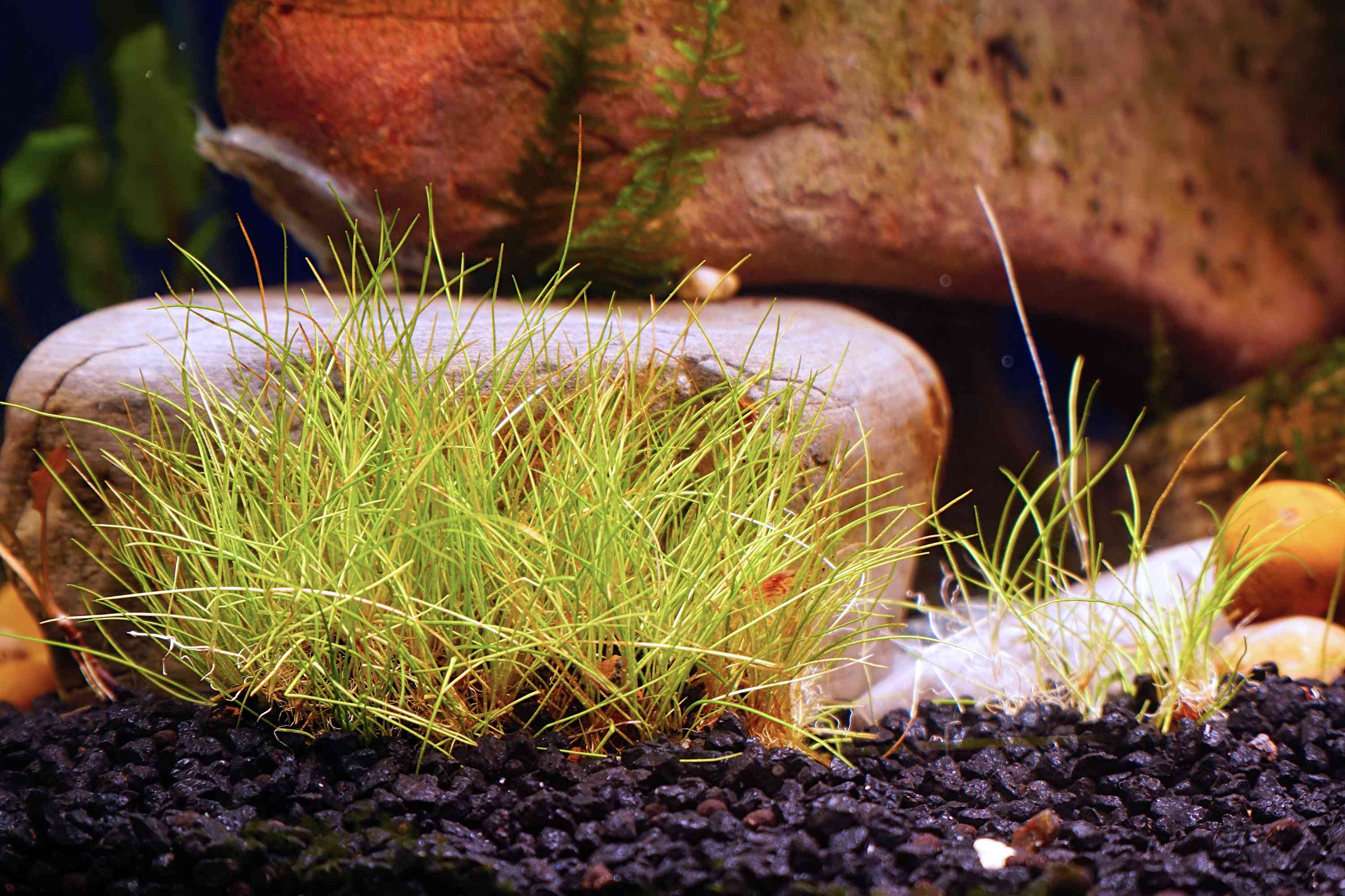 在装饰石头的背景上，水族馆的地被牡丹植物