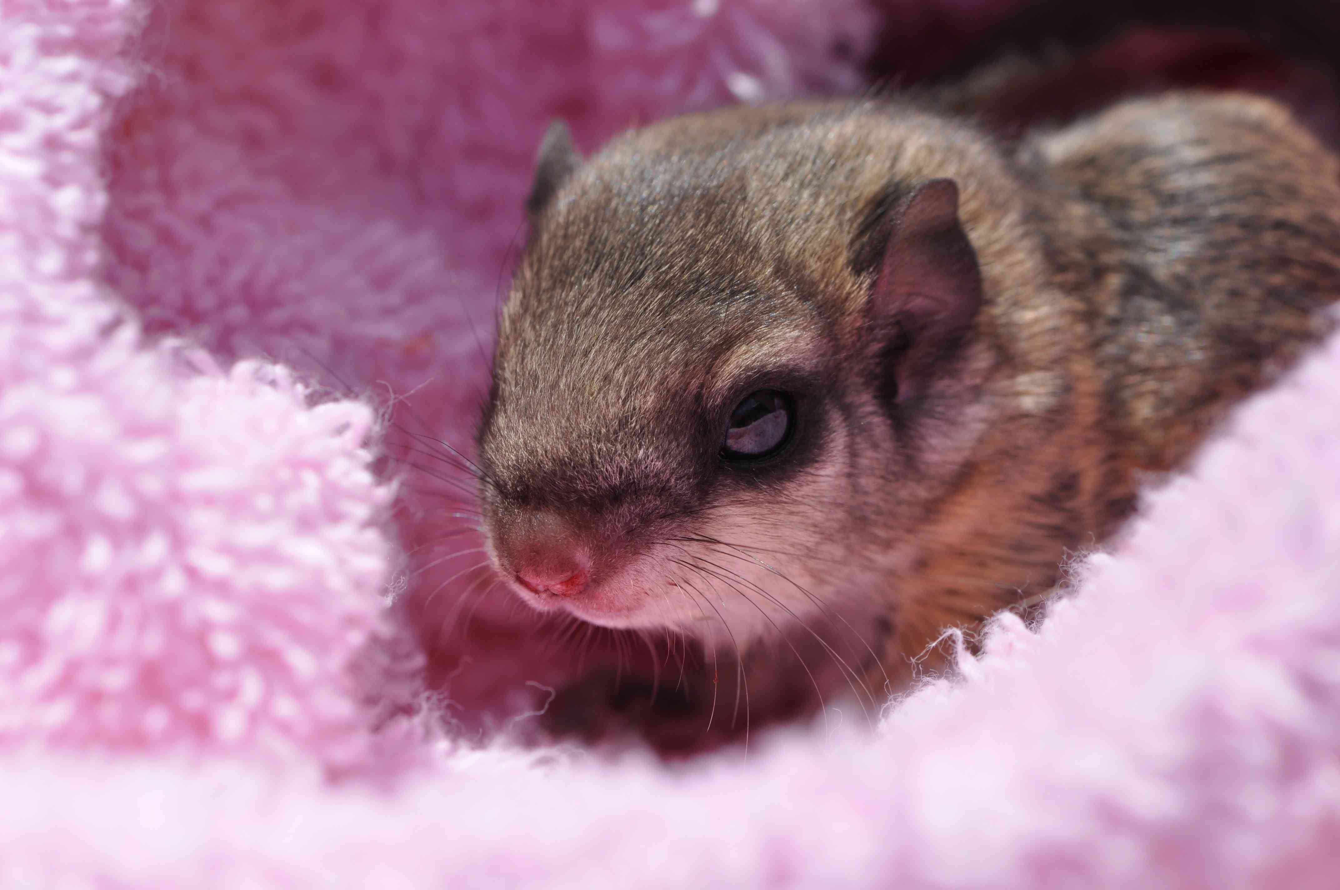 小鼯鼠裹在粉色毯子里