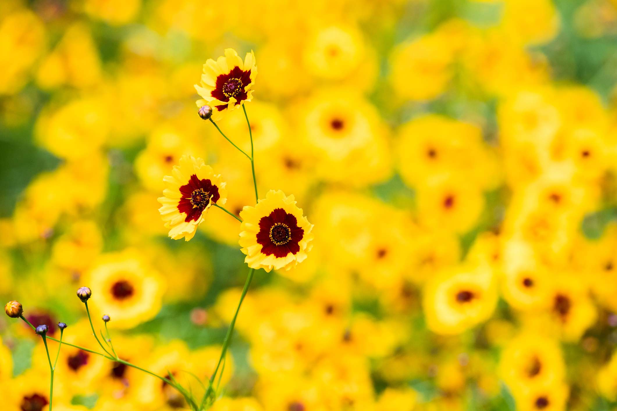 金毛菊(Coreopsis spp.)