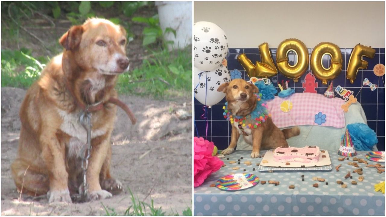左边是被锁着的狗，右边是庆祝生日的狗。