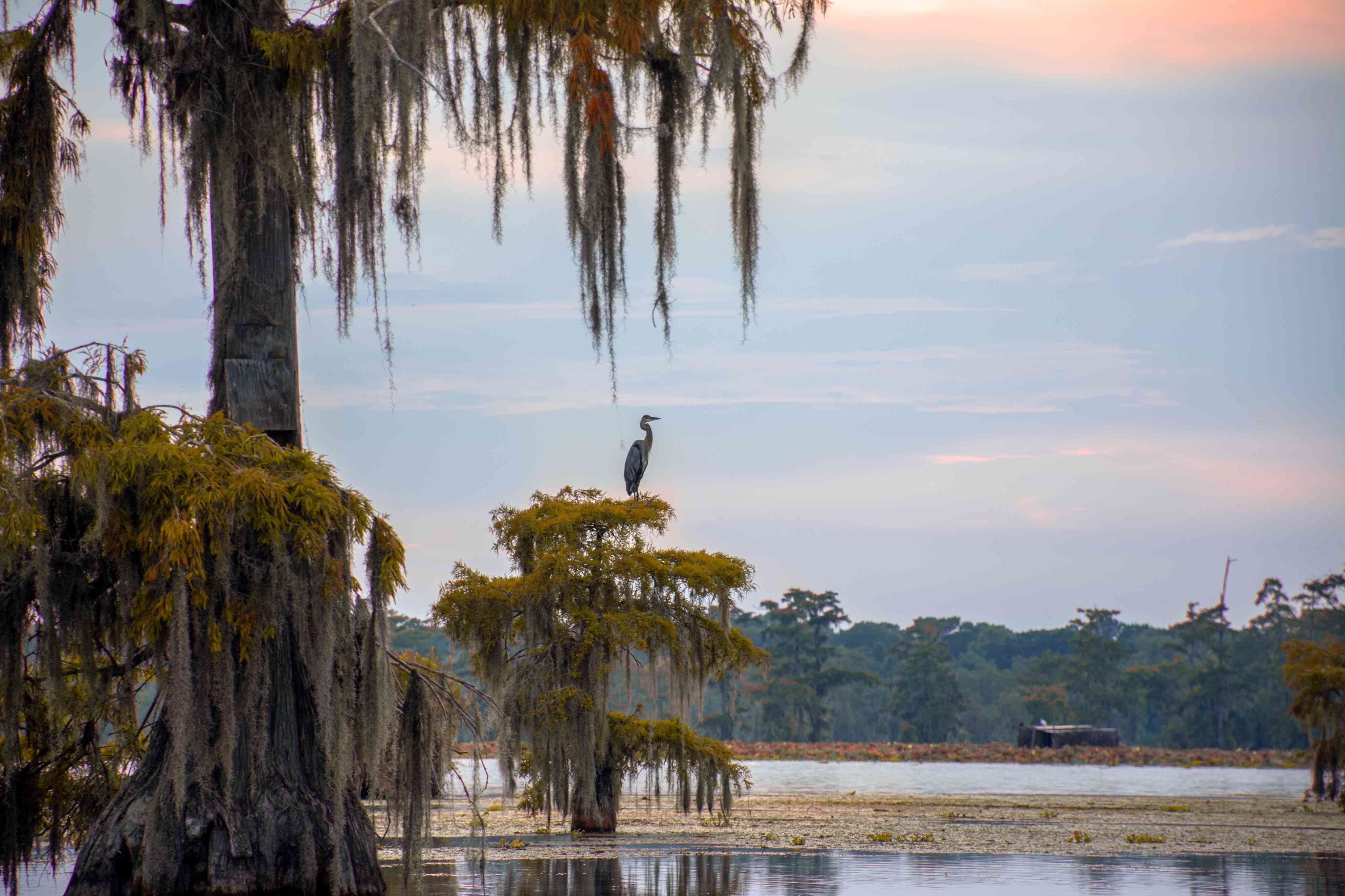 一只海鸟栖息在路易斯安那州海岸的树枝上