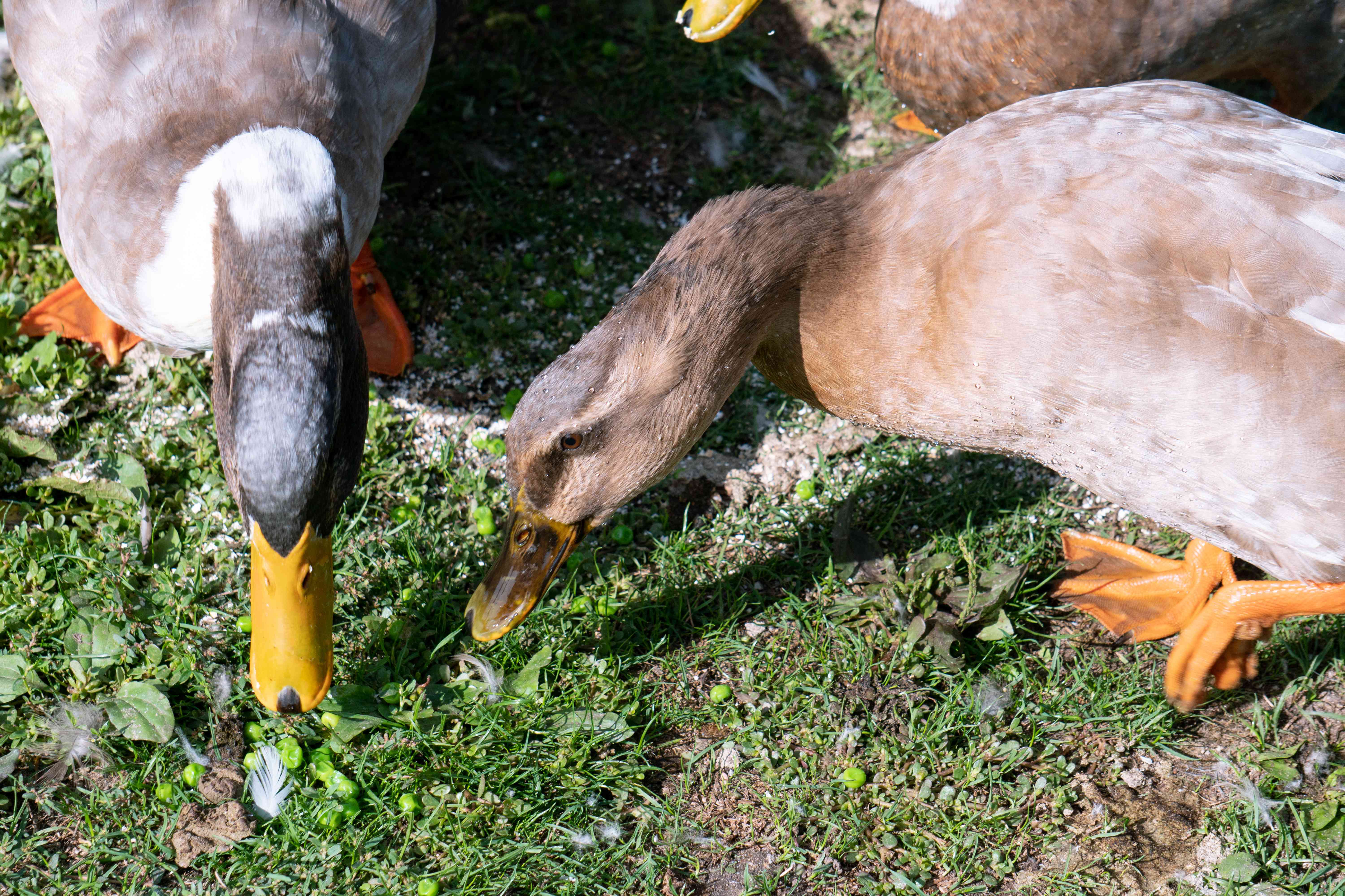 两只鸭子在草地上寻找食物
