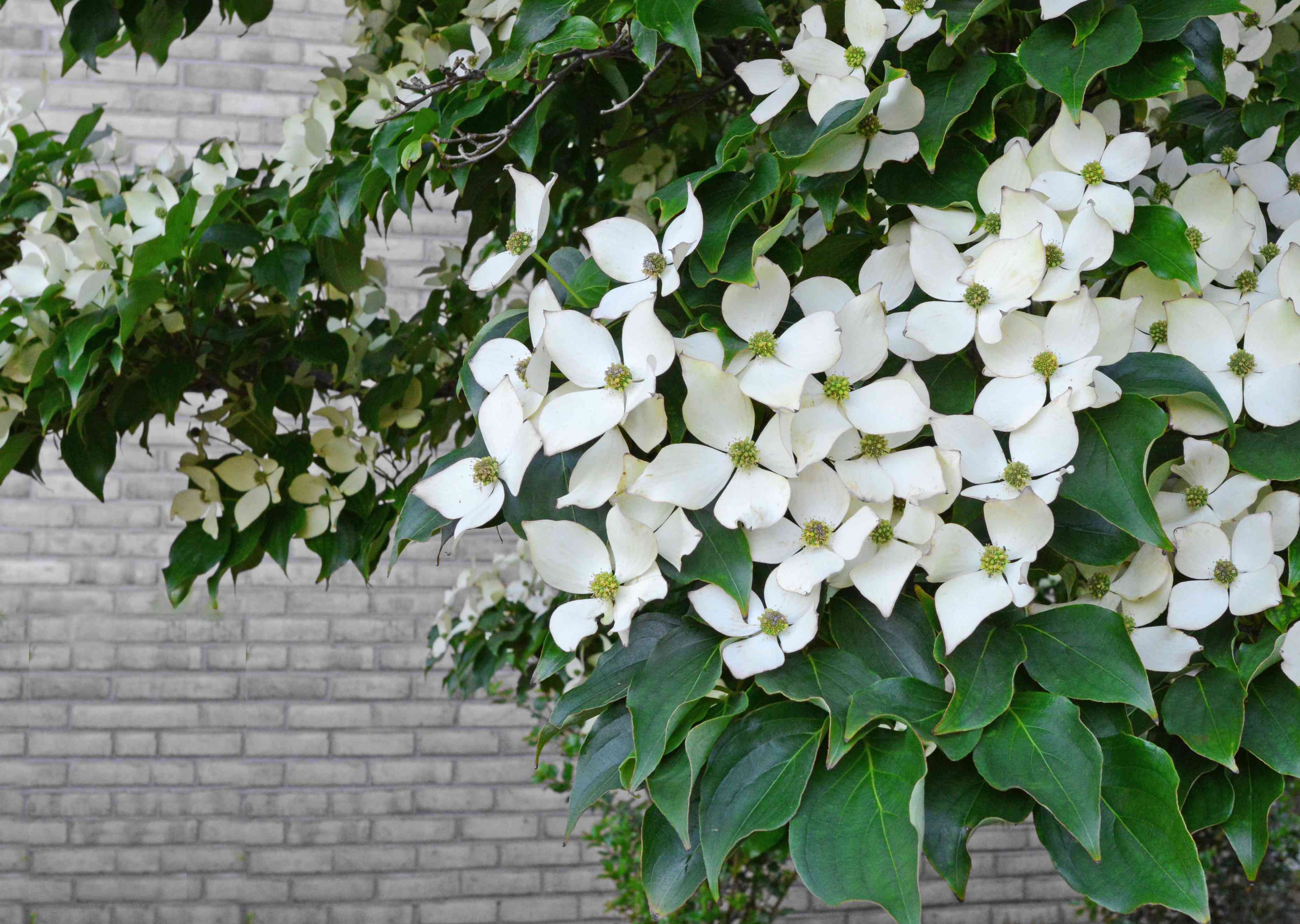 砖墙前开花的山茱萸树的特写镜头
