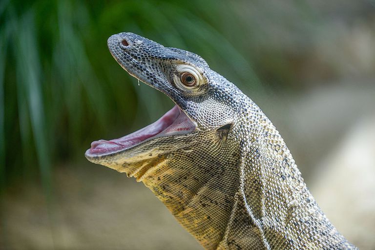 科莫多巨蜥张大嘴巴。