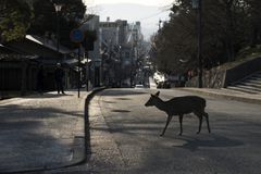 锡卡鹿在奈良日本交叉路，动物瞄准作为人类在锁上冠状病毒