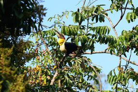 Bird foraging wild fruit in natural