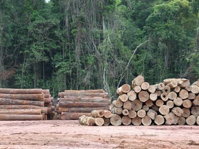 在巴西亚马逊森林砍伐